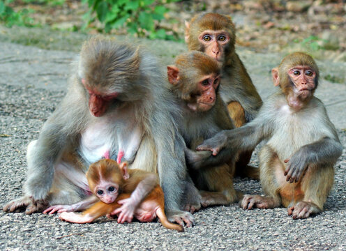 Wild macaque family with mother and baby sitting on roadside
