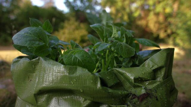 Potatoes growing in a green grow back sack