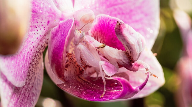 Orchid mantis camouflaged on pink orchid flower macro