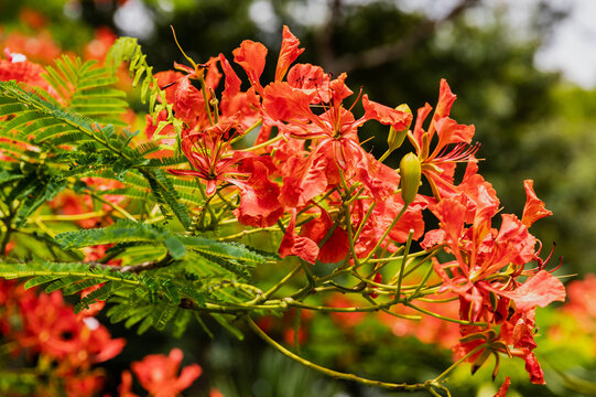Bright Red Flamboyant Tree Flowers Blooming in Chiang Mai, Thailand