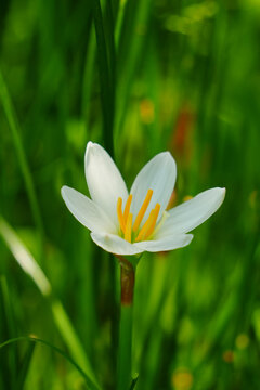 Close-Up of White Flower with Yellow Stamens Blooming in Green Grass