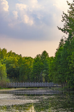 Wooden Footbridge Over Calm Pond Surrounded by Green Forest at Summer