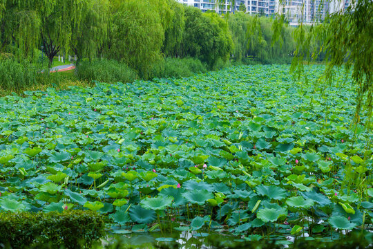 Lush Green Lotus Pond with Weeping Willows and City Buildings in Summer