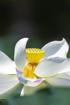 Blooming White Lotus Flower with Yellow Center and Pink-Tipped Petals