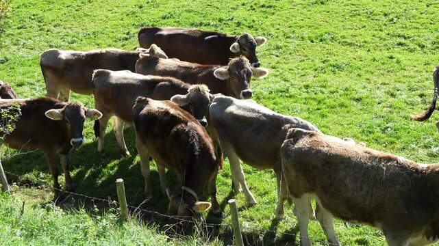 Herd of cows grazing on a green pasture in the countryside. Cattle feeding and moving across an open grass field.