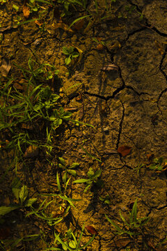 Green Plants Growing Through Cracked Dry Earth in Warm Sunlight