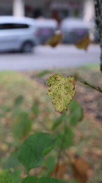 Close-up of a heart-shaped leaf in the wind with traffic