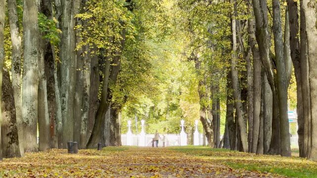Golden leaves fall gently in slow motion along a tree-lined alley in Pushkin, Saint Petersburg. This peaceful autumn scene evokes serene joy and quiet calm.