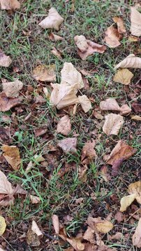 Dry autumn leaves on green grass