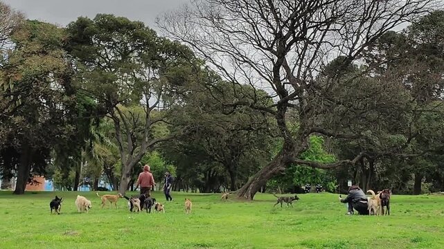 Montevideo, Uruguay: October 2 2026: Static camera wide shot of people relaxing and spending time with their dogs in a public park in Montevideo, Uruguay