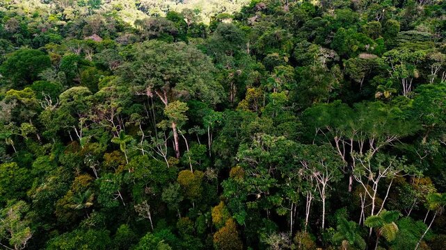 A top-down drone view of dense tropical rainforest in Ecuador&rsquo;s Oriente reveals varied green treetops, scattered palms and occasional pale bare branches against deep shadows. The layered canopy create