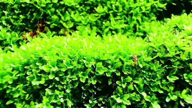 Lush green moss covering a weathered stone surface, with ants carrying eggs moving across the dense moss, creating a vivid natural scene with rich organic texture and wildlife detail.