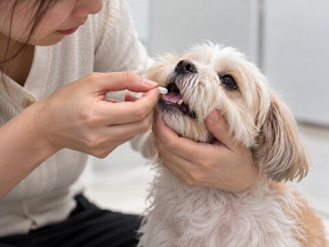 Owner Giving Oral Medication Pill to Small Dog at Home