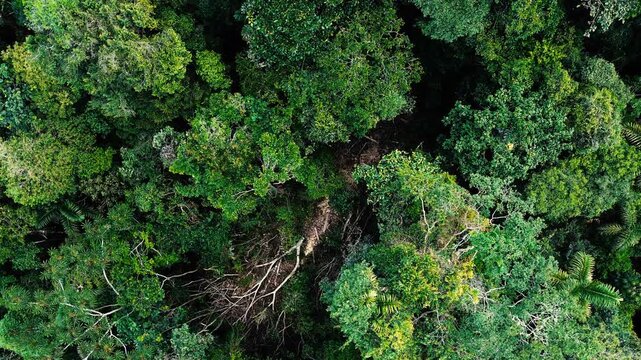 Drone footage provides an overhead view of a dense tropical rainforest canopy in Ecuador&rsquo;s Oriente, with layered crowns, varied shades of green, scattered palms, and pale leafless branches. Sunlight b