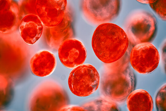 A magnified, microscopic look at Cyclospora cayetanensis oocysts, which appear bright red. Topics related to this include outbreaks of cyclosporiasis, infections from foodborne parasites, and microbio