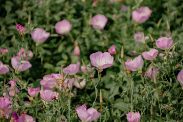 Blooming Pink Wildflowers in a Lush Green Meadow During Spring © TranNgoc