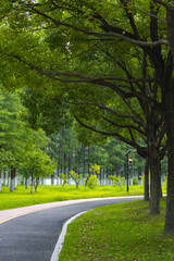 Fototapeta premium Curved Path Through a Lush Green Park with Tall Trees