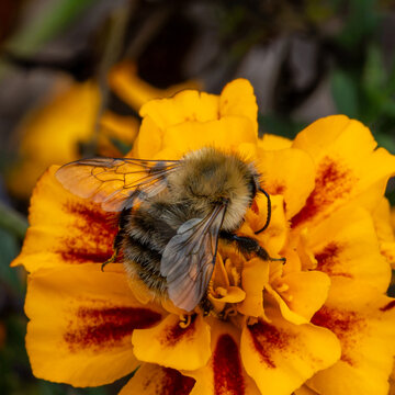 Macro image of a common carder bumblebee on a yellow and red flower. Detailed body structure and wings . Common pollinator in the UK and Europe. A very busy bee.