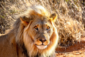 Male African Lion Looking Directly at Camera in Golden Light © Gina Mako