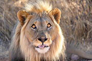 Male African Lion Looking Up in Warm Golden Light © Gina Mako
