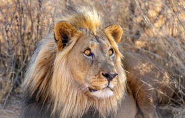 Male African Lion Portrait Looking into the Distance in Golden Light © Gina Mako