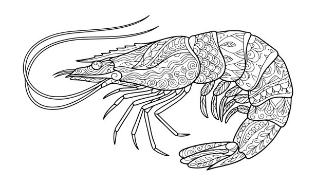 Intricate hand drawn shrimp illustration with decorative zen tangle patterns in black and white
