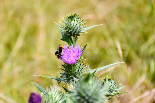 Bumble bee feeding on the nectar of a spiked purple Thistle plant in the English countryside. Nature at its best 