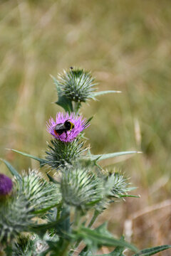 Bubble bee enjoying collecting pollen from a spiked purple thistle growing wild in the English countryside. Bees are a very important part of nature pollinating plants and keeping the environment good