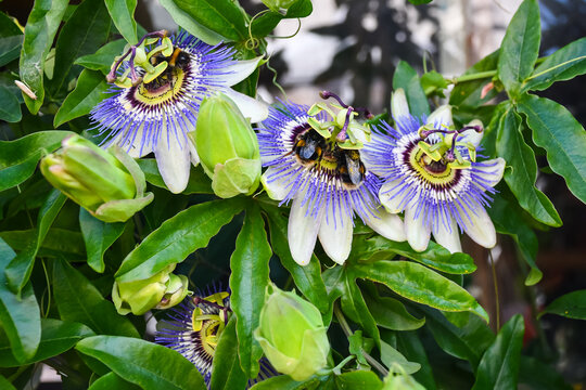 Passion flower blooms exotic and beautiful, attracting bumble bees to spread pollen and help nature on a summers day in England UK 