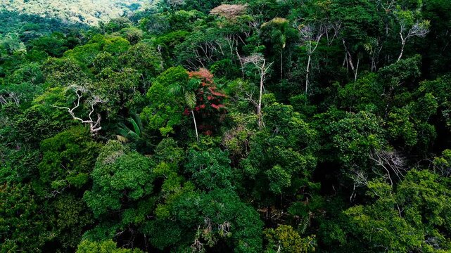 Drone footage offers an elevated view of dense tropical rainforest in Ecuador&rsquo;s Oriente region. Layered green crowns, palms and occasional pale, leafless branches create a varied canopy that fills the