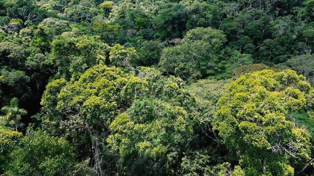Drone footage looks across dense tropical rainforest in Ecuador's Oriente, where layered green canopy includes palm crowns, occasional bare branches and a small patch of reddish foliage. Forested slop