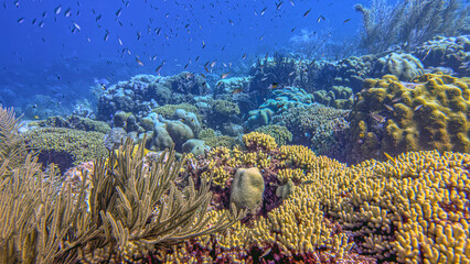 Caribbean coral garden, underwater Bonaire © John Anderson