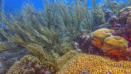Caribbean coral garden, underwater Bonaire © John Anderson