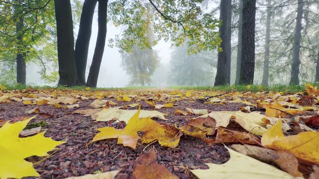 Golden maple leaves cover a gravel path in Catherine Park, Pushkin, Saint Petersburg. Tall trees stand in the soft mist. The quiet scene evokes a peaceful mood.