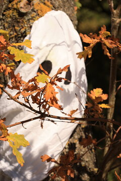 Cute ghost made of white fabric. DIY Halloween decoration. October 31st celebration. Party or yard decor. A ghost hiding behing oak branches. 