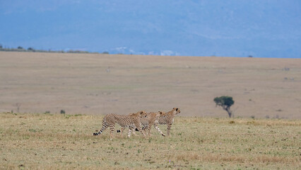 Kenya, Maasai Mara National Reserve, Cheetah (Acinonyx jubatus) © Luigi