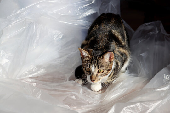 Playful tabby cat crouching on a transparent plastic bag, intensely focused on an unseen target and ready to pounce. A spontaneous moment capturing feline hunting instinct, excitement and concentratio