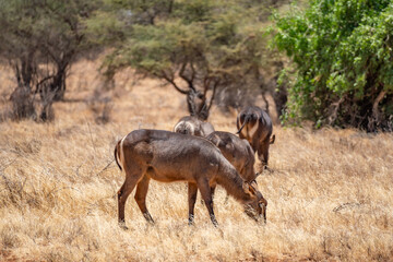 Wild antelopes grazing in dry savanna in Samburu Kenya © Manel Vinuesa