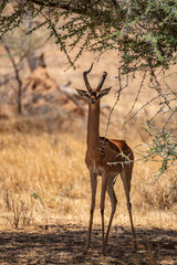 Male gerenuk antelope standing under acacia tree in Samburu Kenya © Manel Vinuesa