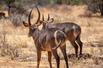 Two waterbuck antelopes standing in golden savanna grass in Samburu Kenya © Manel Vinuesa