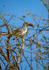 Northern red-billed hornbill perched in an acacia tree in Samburu, Kenya © Manel Vinuesa