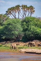 African elephant family with calves by river in Samburu Kenya © Manel Vinuesa