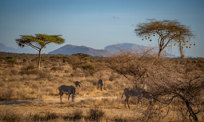 Grevy's zebras in African savanna landscape in Samburu Kenya © Manel Vinuesa