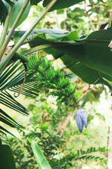 Flowers © Mathew Devasia