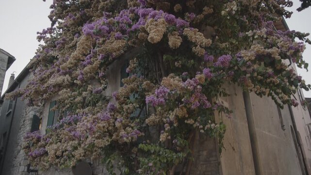 Bougainvillea growing on a building in the historic center of Sirmione, Italy