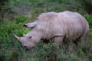 White Rhinoceros Standing Among Thorny Bushes in Lake Nakuru National Park, Kenya © Manel Vinuesa