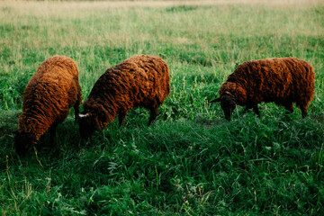 Brown sheep grazing in a green meadow in the countryside © София Юнченко