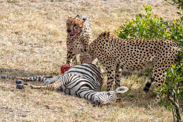 Kenya, Maasai Mara National Reserve, Cheetah (Acinonyx jubatus), male and a kill © Luigi
