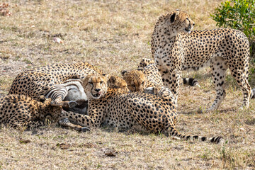Kenya, Maasai Mara National Reserve, Cheetah (Acinonyx jubatus), male and a kill © Luigi