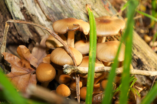 A dense cluster of small brown mushrooms grows among dry fallen leaves and young green grass near an old stump. The autumn macro landscape captures a special atmosphere of quietness and rich wild fore